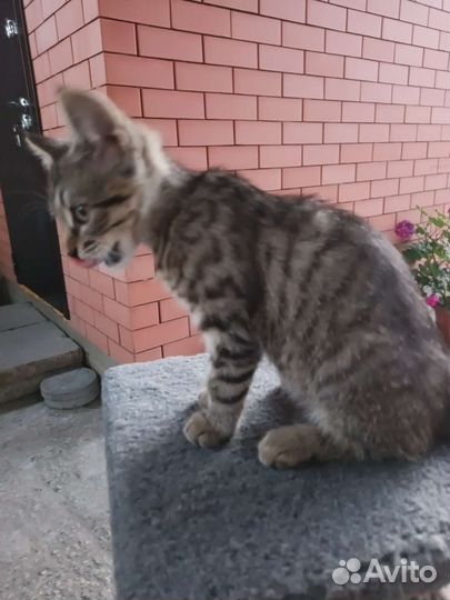 Ласковая и нежная кошечка