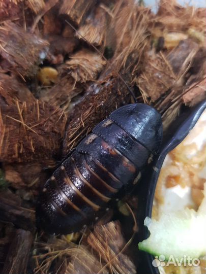 Мадагаскарские шипящие тараканы