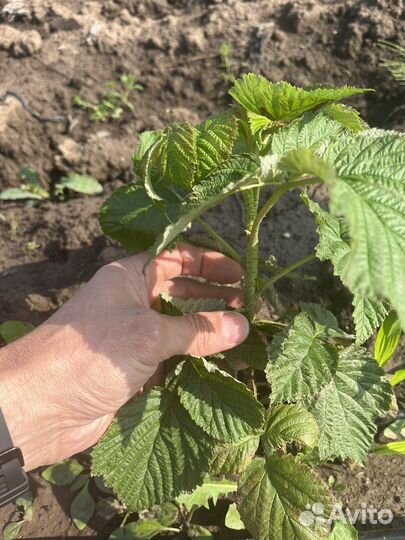 Ремонтантая малина Enrosadira и Primalba