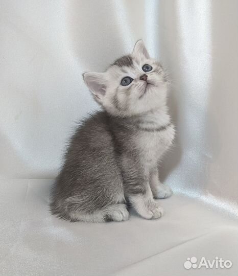 Британский котенок