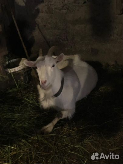 Коза дойная