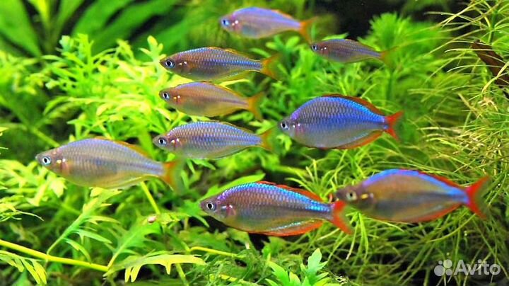 Радужница неоновая (Меланотения неоновая, прекокс)