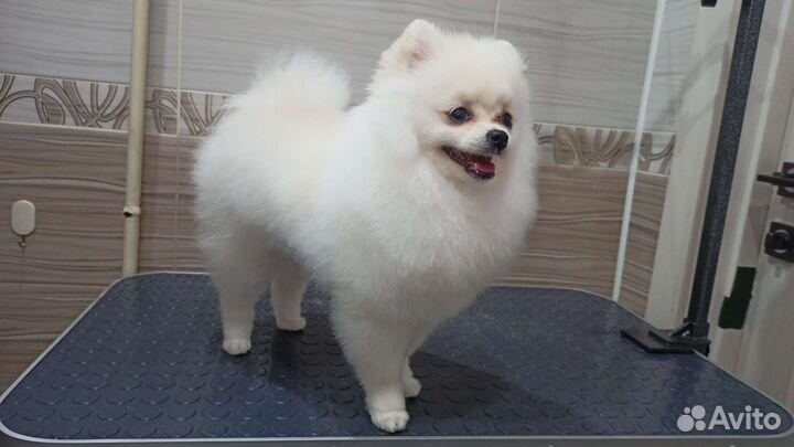 Груминг собак (стрижка собак)