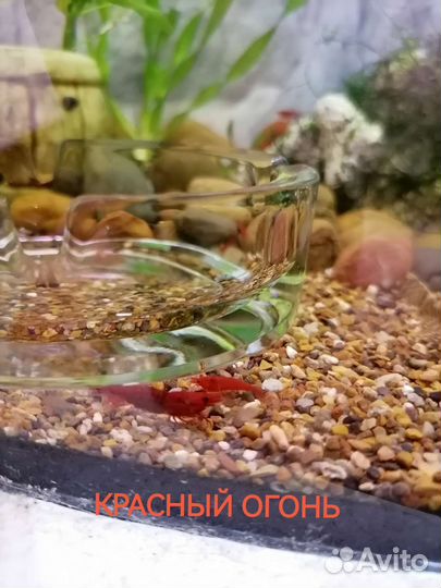 Аквариумные рыбки, креветки, улитки