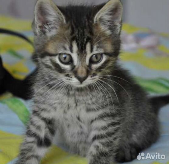 Котята чудно-красивые