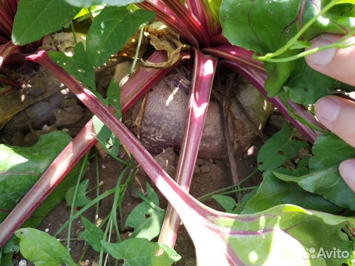 Свекла свежая с грядки - крупная