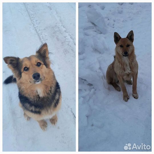 Собака в добрые руки