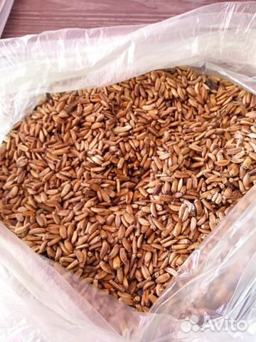 Семена расторопши