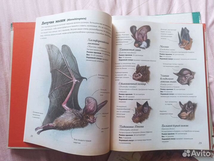 Детская энциклопедия