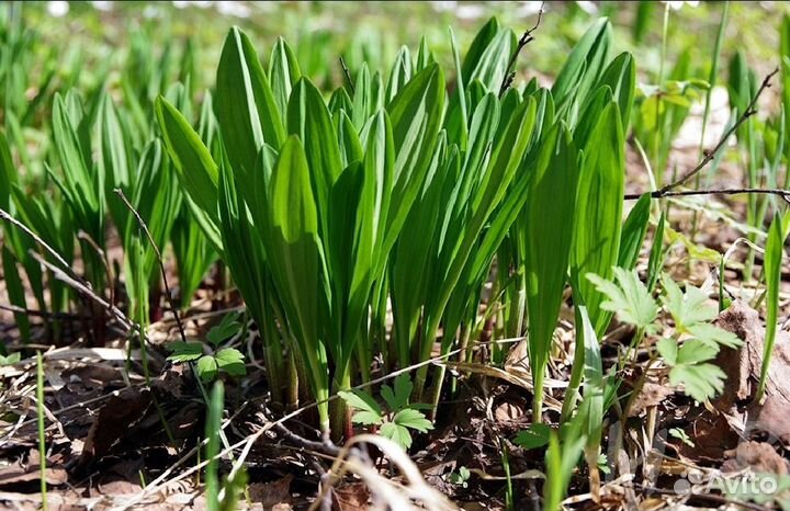 Рассада черемши большой пучок