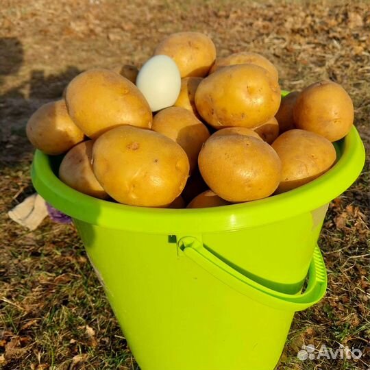 Купите картофель