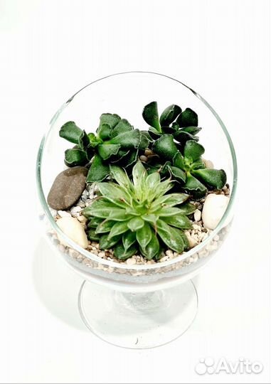 Цветы во флорариуме