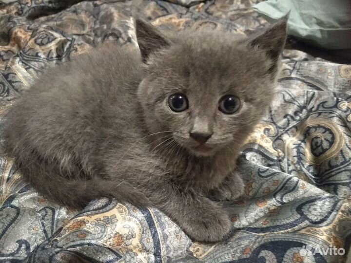 Отдам котёнка