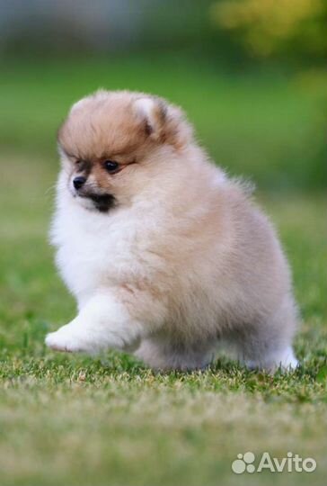 Померанский шпиц мини