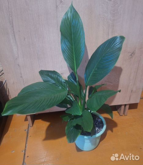 Спатифиллум