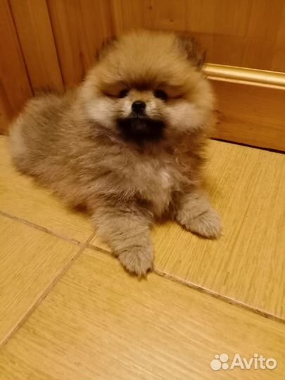 Померанский шпиц мини