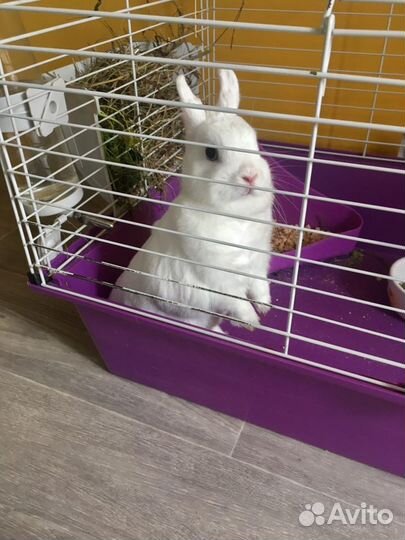 Передержка грызунов