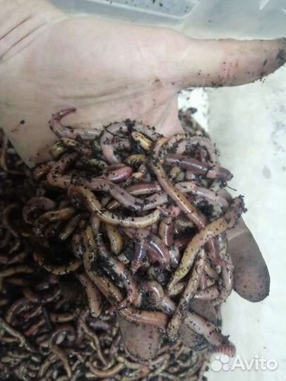 Червь дендробена