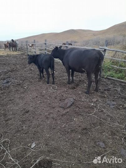 Корова с телёнком