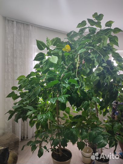 Гибискус) китайская роза 3 шт, красная махровая