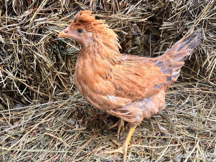 Kуpы нeсушки