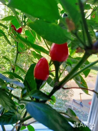 Перец комнатный горький,острый