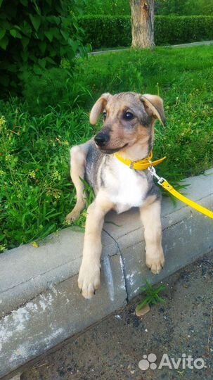 Щенок в добрые руки будет среднего размера