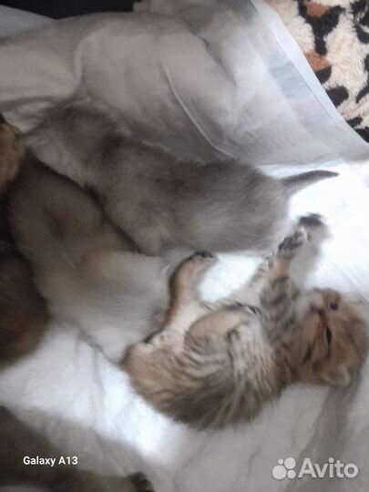 Котята шотландцы