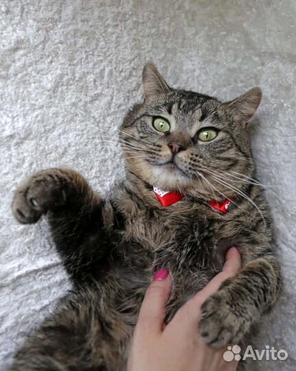 Кот Яша ищет дом