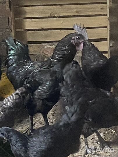 Продам молодых петухов