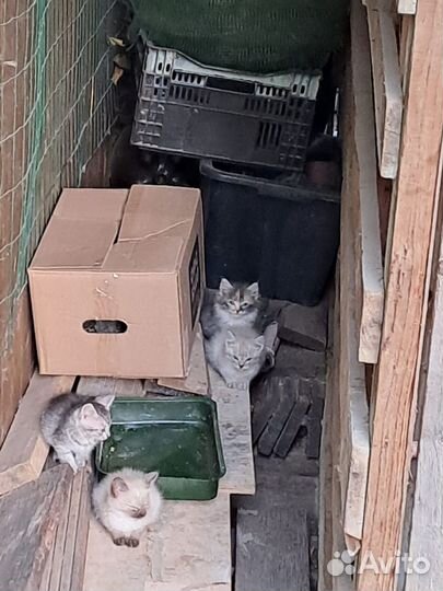 Месячные котятки в добрые руки