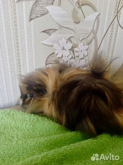 Морская свинка