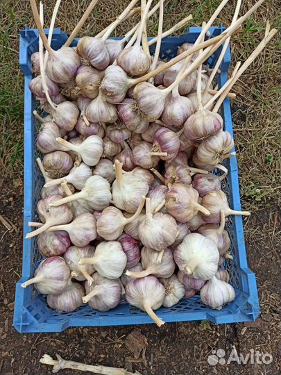 Морковь, лук, картофель, свекла