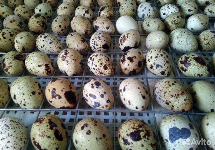 Перепелениное инкубационное яйцо