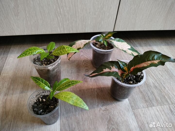 Комнатные растения разные