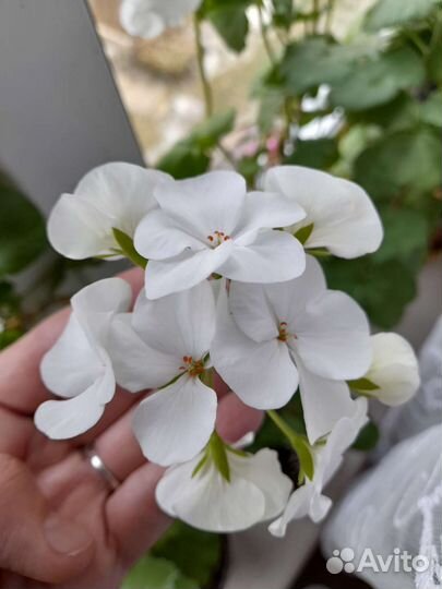 Пеларгония герань