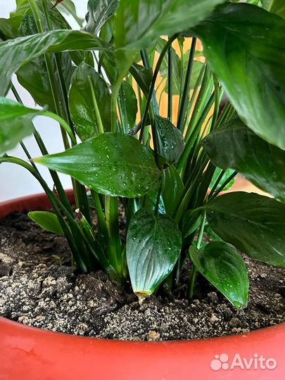 Спатифиллум