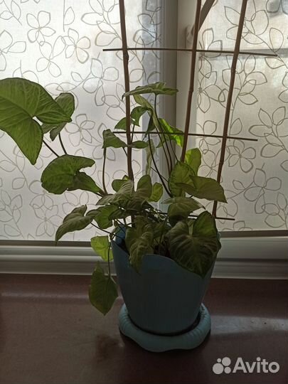 Цветок с горшком