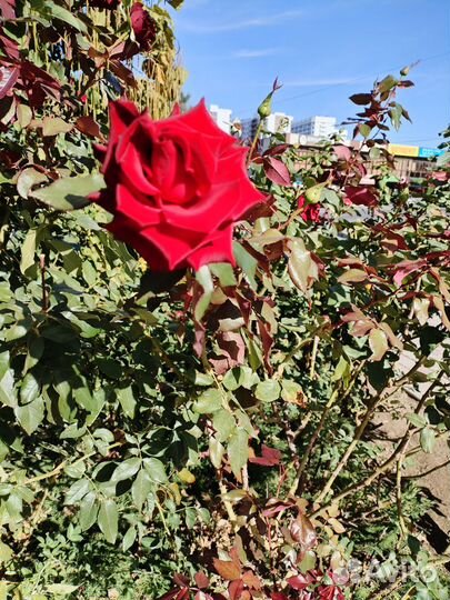 Саженцы роз