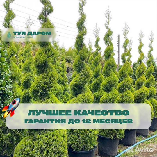 Туя напрямую с полей