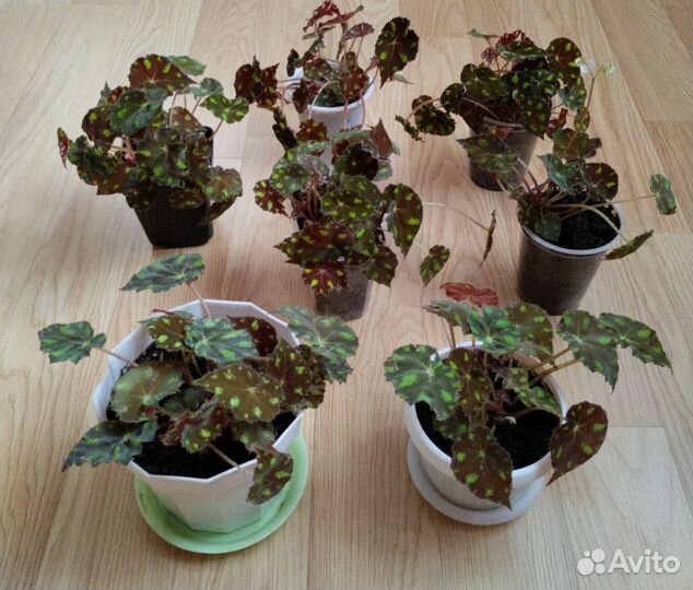 Бегония тигровая