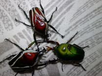 Личинки африканских жуков