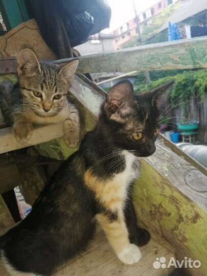 Кошка в дар