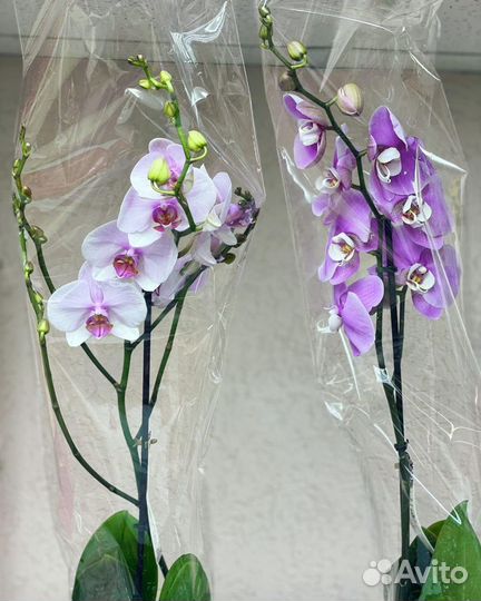 Орхидеи на 1 цветонос
