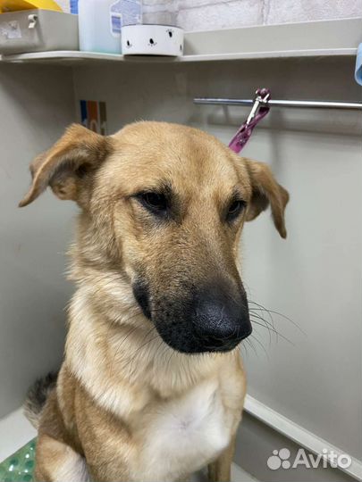 Собака в добрые руки