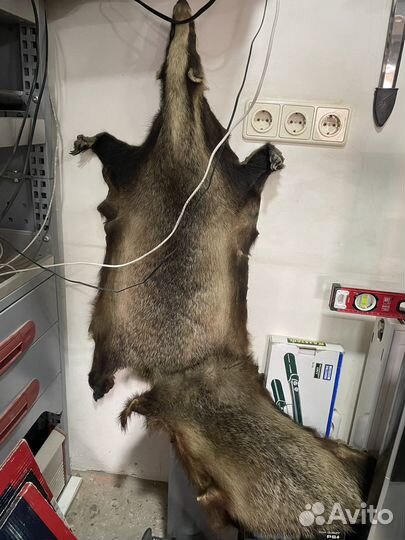 Чучело разных животных