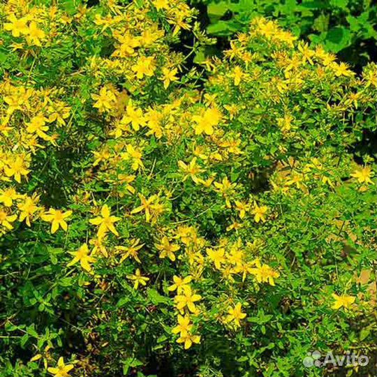 Многолетники: Зверобой солнечный саженцы