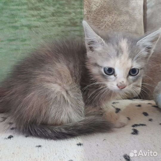 Отдам кота в добрые руки к лотку приучен