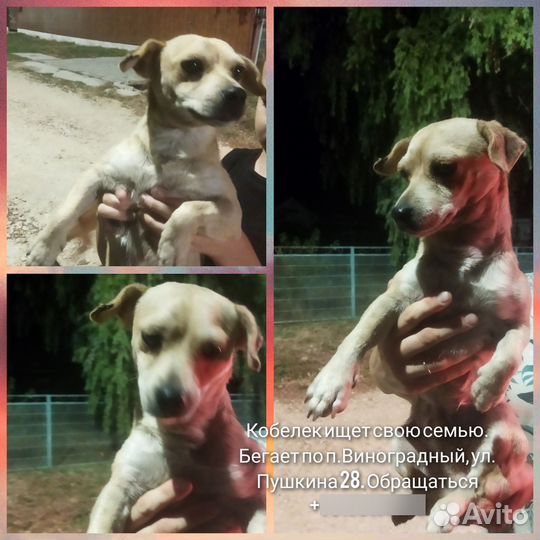 Стаффордширский терьер