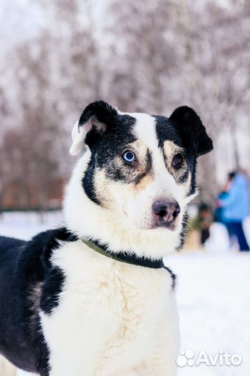 Необыкновенная красавица Нюра грустит в приюте